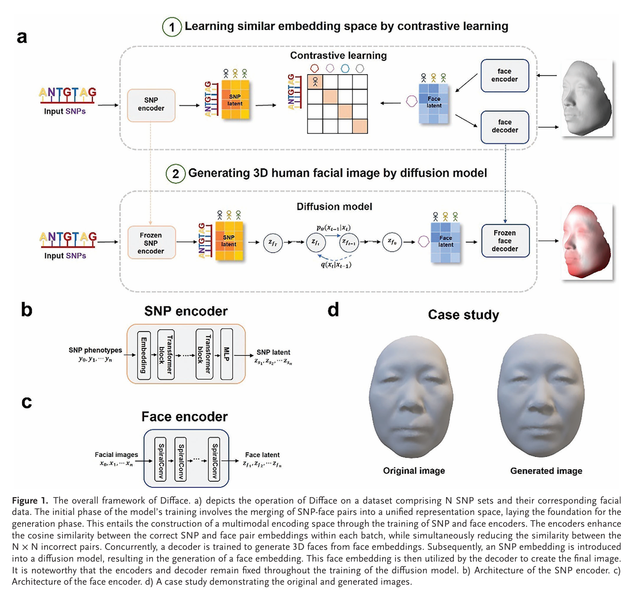 difface模型通过dna序列生成3d人脸过程.png
